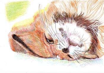 ドアップきつね