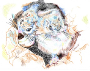 エゾモモンガ兄弟