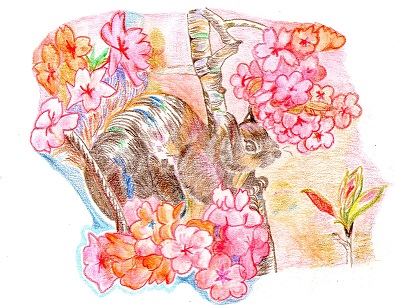 エゾサクラ（リス）