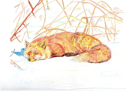 うたたねきつね